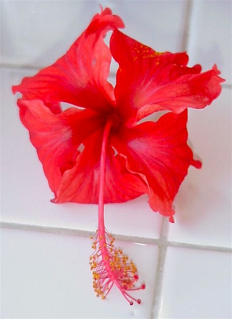 hibiscus.jpg (52714 bytes)