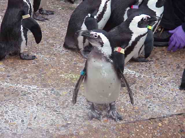penguin.jpg (33328 bytes)